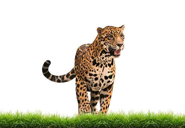 istock jaguar ( panthera onca ) with green grass isolated 518547959
