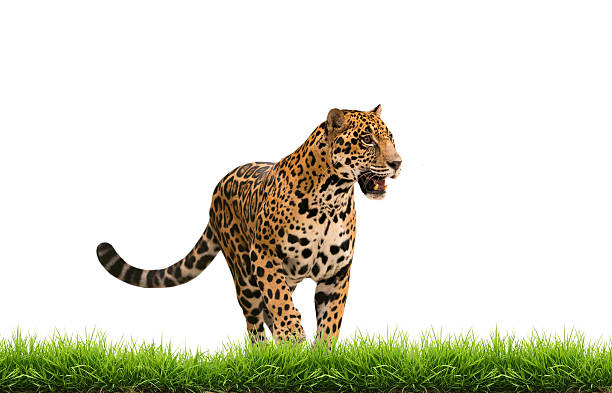 istock jaguar ( panthera onca ) with green grass isolated 518547963