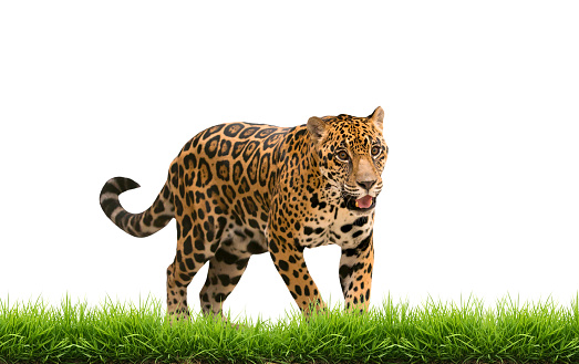 jaguar ( panthera onca ) with green grass isolated on white backgrond