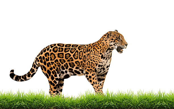 istock jaguar ( panthera onca ) with green grass isolated 518547983