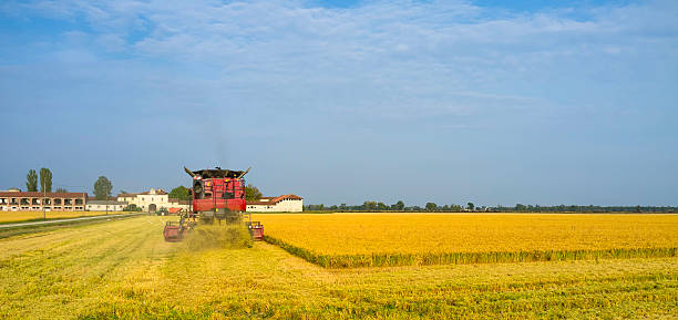 herbst-ernte von reife reis.  color image - rice paddy rice food short grain rice stock-fotos und bilder