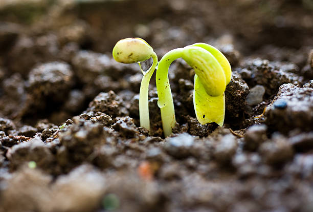 istock small plant of bean 518548339
