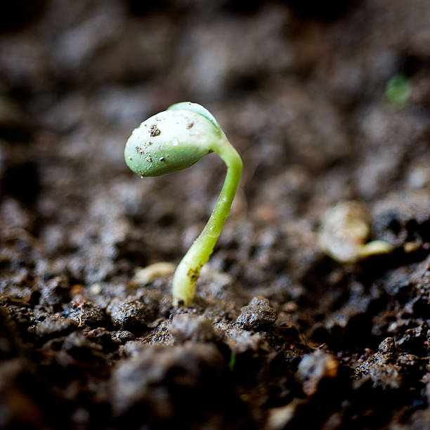 istock small plant of bean 518548345