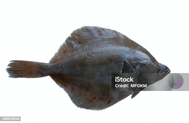 Frische Flunderplattfisch Stockfoto und mehr Bilder von Flunder - Flunder, Einzelner Gegenstand, Europa - Kontinent