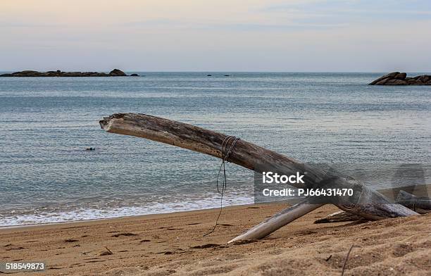 Interesting Root Drift Wood On The Beach Stock Photo - Download Image Now - Beach, Branch - Plant Part, Circle