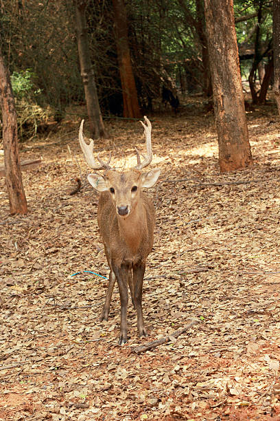 istock sika deer in the nature 518549931