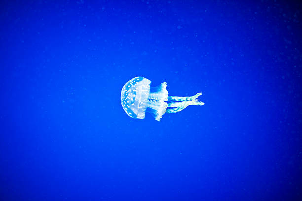 istock jellyfish in a blue background 518550074