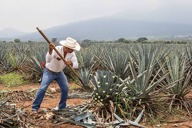 jimador, mexicaine agriculteur, cueillette de sirop d " agave à la tequila - skill agriculture horizontal outdoors photos et images de collection