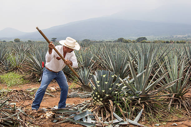 Jimador, Mexican farmer, harvesting agave for tequila Tequila, Mexico - August 23, 2013: Jimador or Mexican farmer, skilled at harvesting agave for tequila on an gave plantation, Tequila, Jalisco, Mexico. Heavy, manual work, chopping the leaves from the body of the plant. agave plant photos stock pictures, royalty-free photos & images
