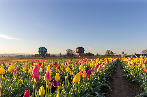 Hot air balloons taking off at tulip field in Woodurn Oregon during sunrise in Springtime