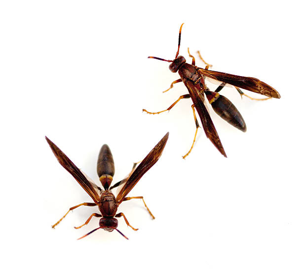 Paper Wasps Paper Wasps (Polistes annularis) on a white background red wasp stock pictures, royalty-free photos & images