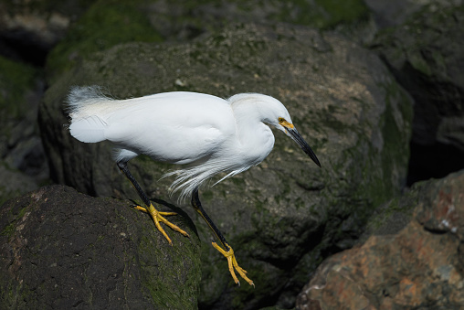 Little Egret on rock shoreline in San Francisco Bay