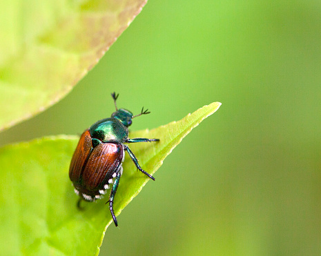 Japanese Beetle (Popillia japonica) sitting on a leaf