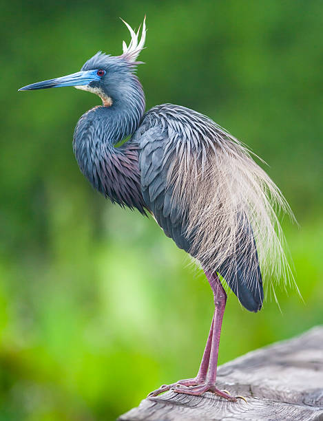 цапля - tricolored heron стоковые фото и изображения