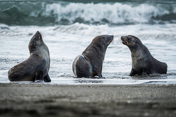istock Three Antarctic fur seals with surf behind 518550874