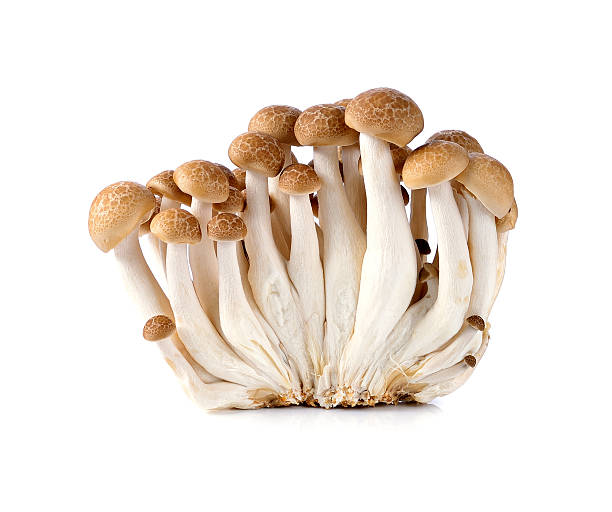 istock shimeji mushroom, brown beech mushroom on white background 518551328