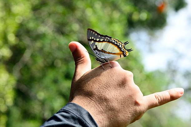 istock Butterfly of Thailand on figer 518551480