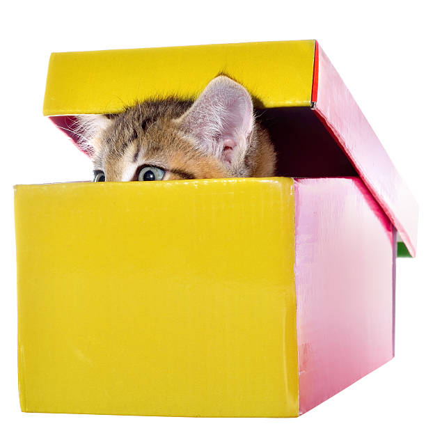 istock Shorthair brindled kitten in a colorful box isolated 518551584