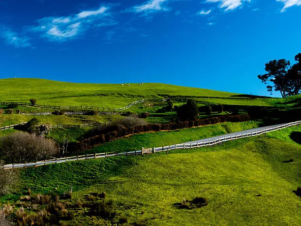 A sheep farm in Matamata is captured during a beautiful day. The vibrant blues and greens that are spread throughout the country are shown in this picture.