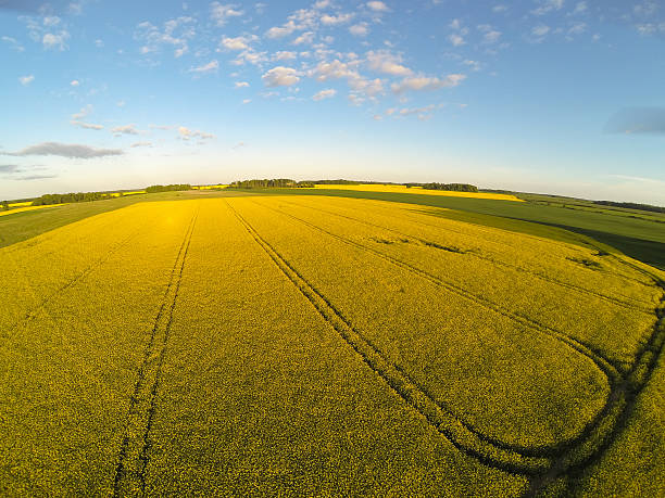 istock Areal view of blooming raps field 518552246
