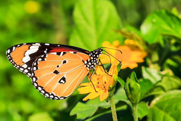 istock butterfly sucking nectar from flowers 518552473
