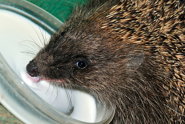 istock Hedgehog licking milk 518552483