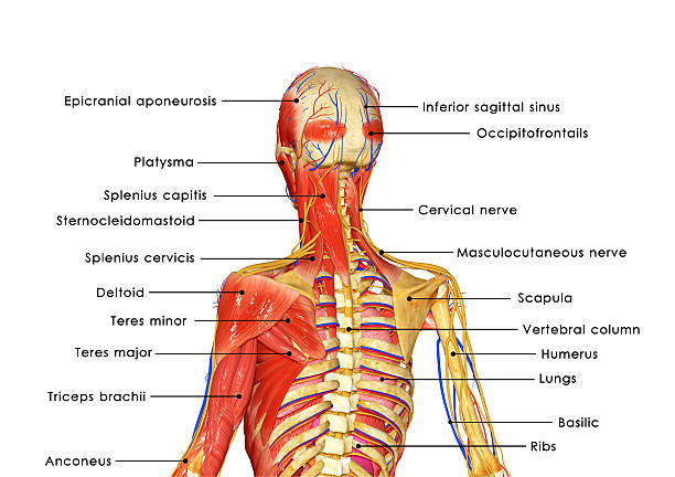 istock Muscular body anatomy labelled 518552691