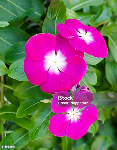 The Beauty Pink Vinca Flower On Green Nature Background Stock Photo - Download Image Now