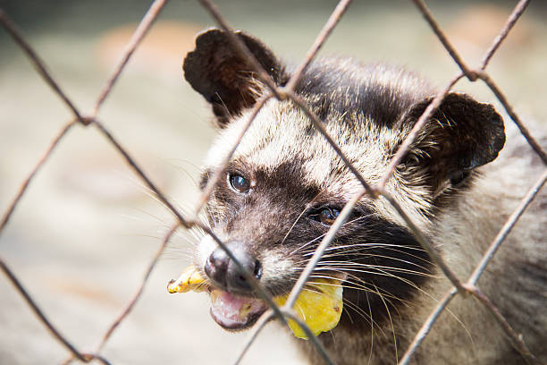 istock palm civet behind the cage is eating banana 518553017