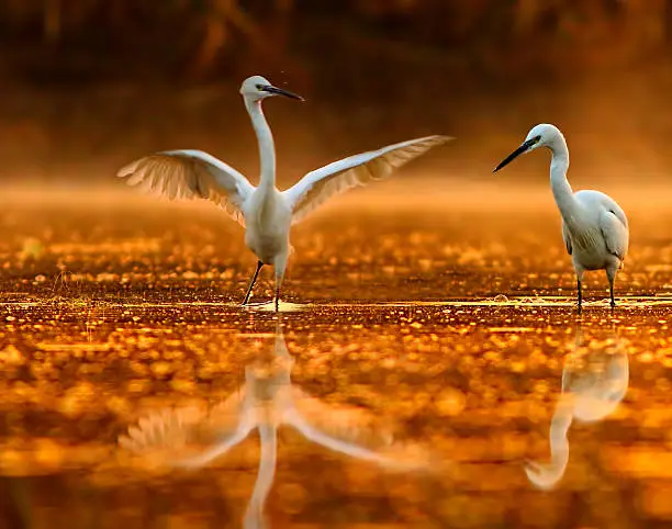 dance of little egret in early morning