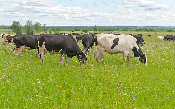 istock Herd of black and white cows grazing on blossoming meadow 518553358
