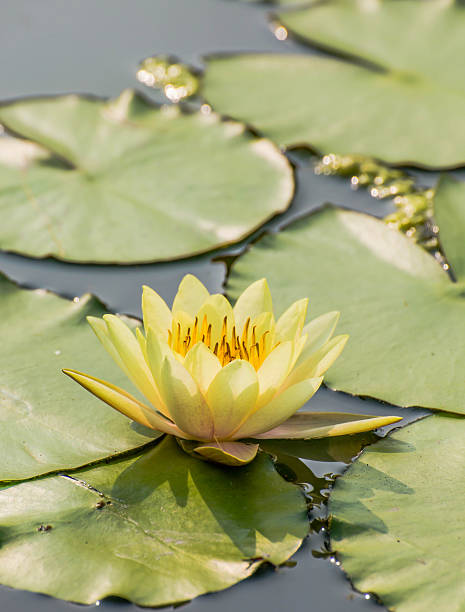 istock yellow lotus flower 518553443