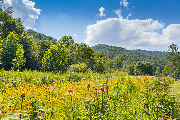 roan マウンテン州立公園 - roan mountain state park ストックフォトと画像