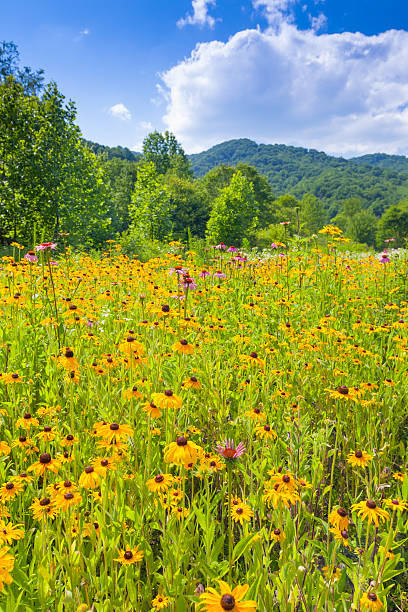 roan гора государственный парк - roan mountain state park стоковые фото и изображения