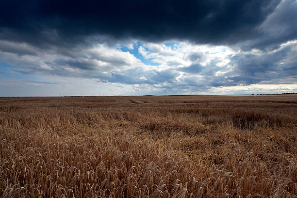 istock Field of cereal in the summer 518554940