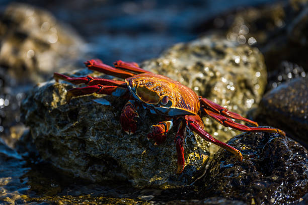 istock Sally Lightfoot crab climbing over wet rocks 518555058