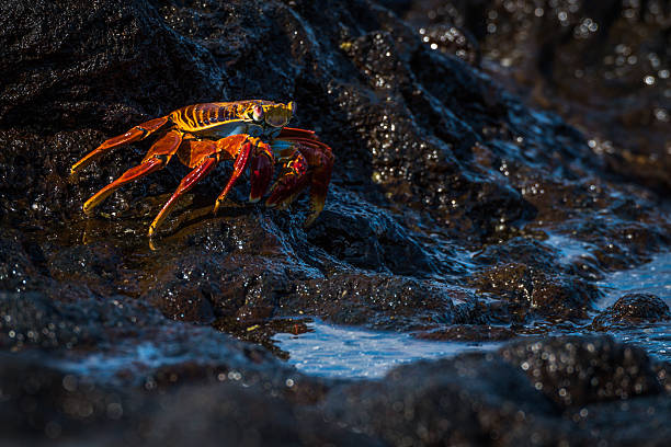 istock Sally Lightfoot crab beside black rock pool 518555230