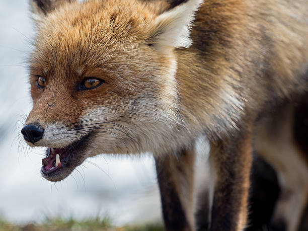 istock Red fox (Vulpes vulpes) close-up portrait 518555248