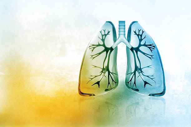 Human lungs stock photo