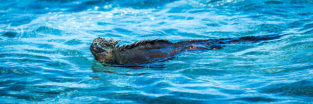 Panorama of marine iguana swimming in shallows Panorama of marine iguana swimming in shallows marine iguana stock pictures, royalty-free photos & images