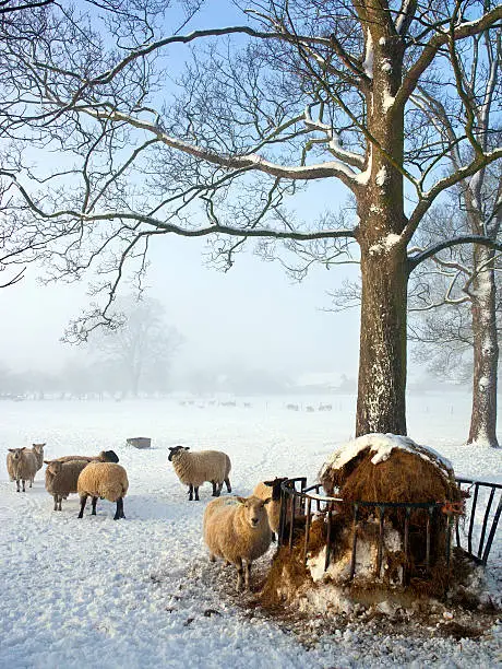 Photo of Sheep farming in winter - England