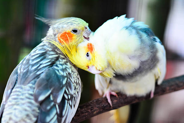 istock Beautiful And Cue Lovebirds 518556412