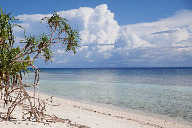 istock tropical plant on the beach 518556554