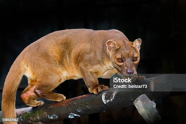 Fossa On Tree Stock Photo - Download Image Now - Fossa, Madagascar, Animals Hunting