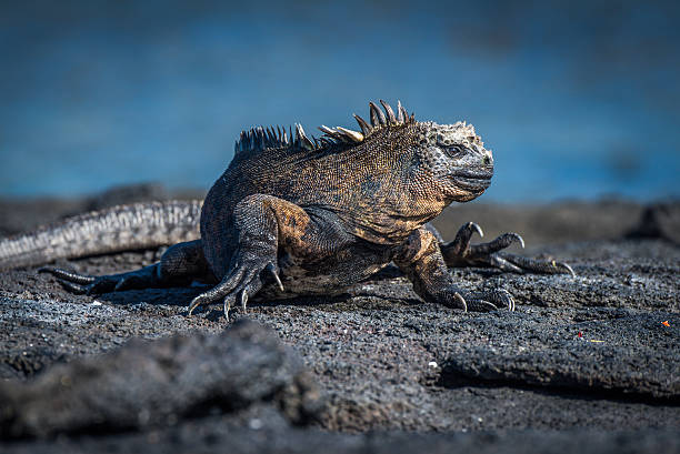 istock Marine iguana turning head on volcanic rock 518557604