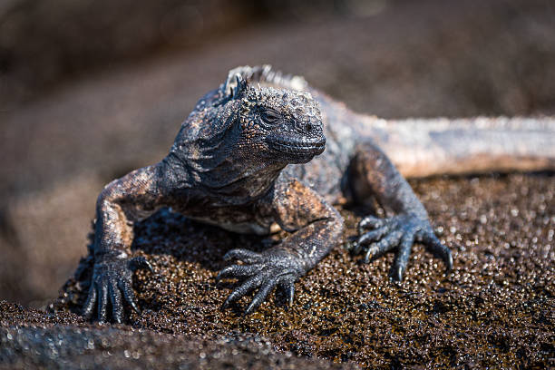istock Marine iguana perched on wet brown rock 518558340