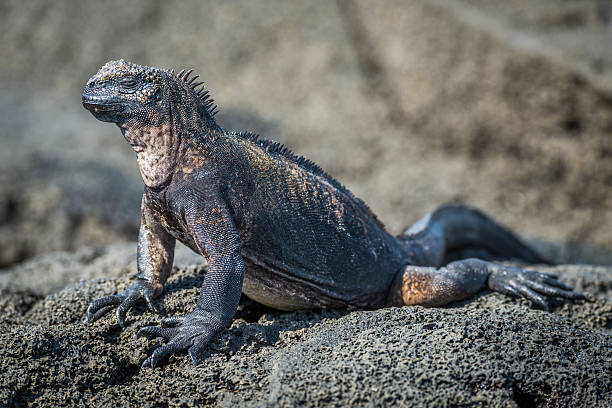 istock Marine iguana perched on grey volcanic rock 518558598