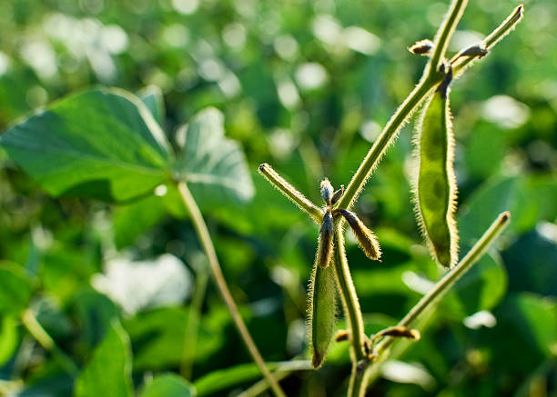 Soybean on the plantation Soybean on the plantation aufzucht stock pictures, royalty-free photos & images