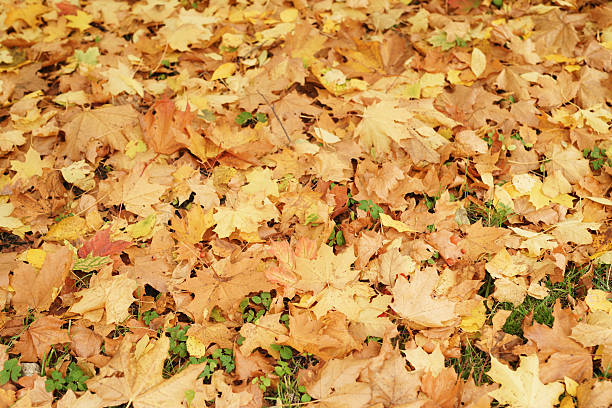 istock autumn maple leaves on the ground in grass 518560166