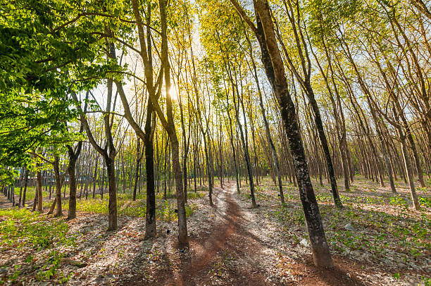 istock Sunbeam shine through the rubber tree plantation 518560774